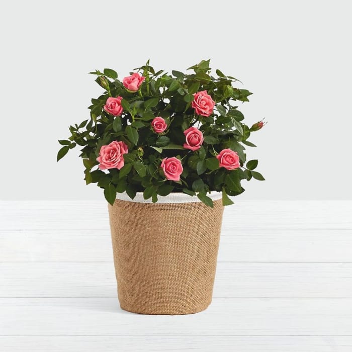 Potted Pink Roses
