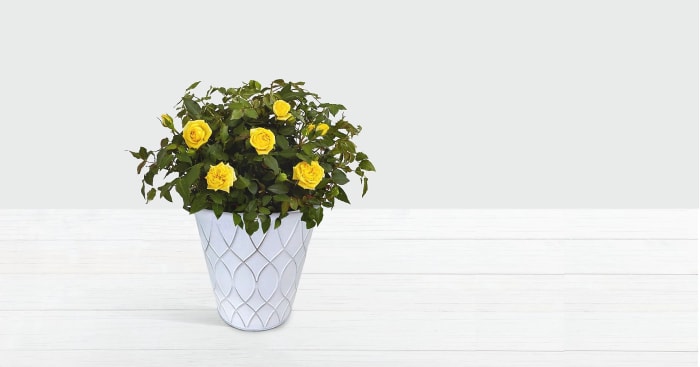 Potted Yellow Roses in Tin