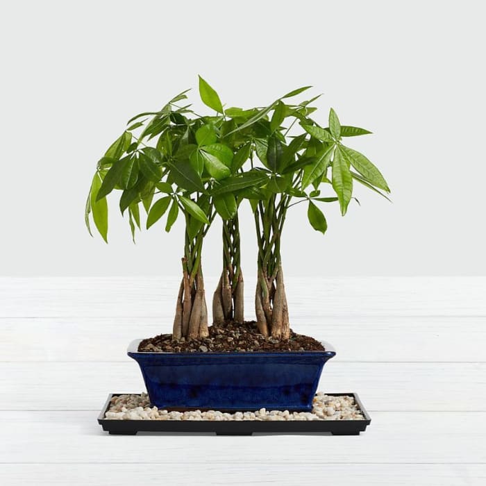 Braided Money Tree Grove Bonsai