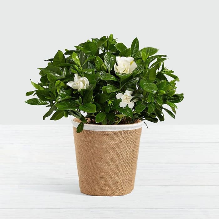 Potted Fragrant Gardenia
