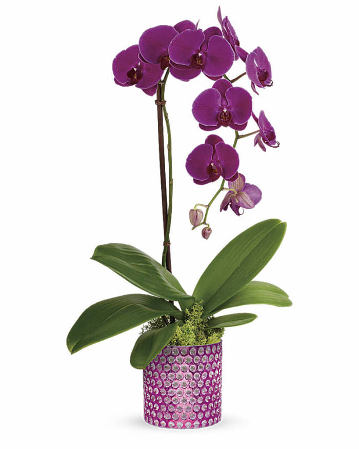 Dazzling Purple Orchid