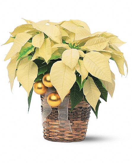 White Poinsettia