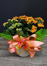 Kalanchoe Orange