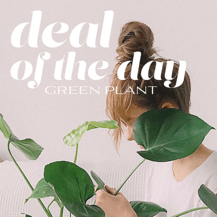 Green Plant Deal of the Day