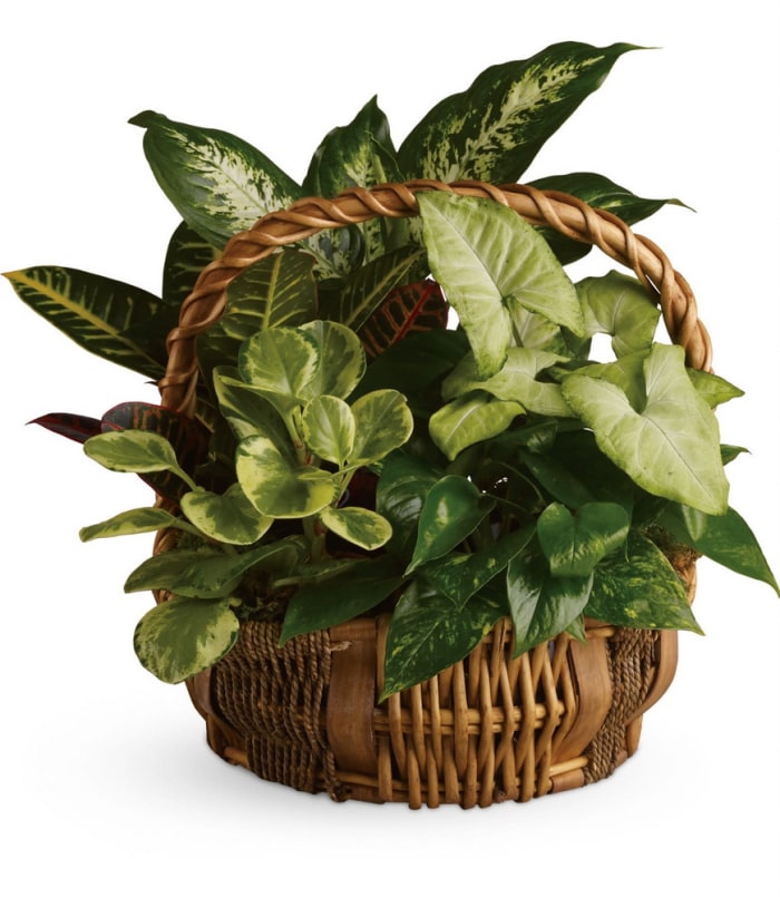 Planter Baskets