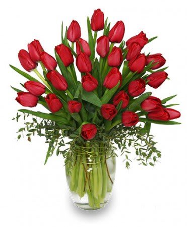 Cherry Red Tulips