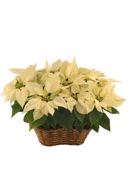 DOUBLE WHITE POINSETTI  A Blooming Plant