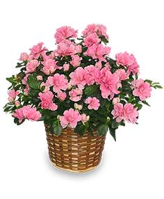 Blooming Azalea Plant