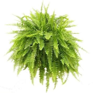 Boston Fern hanging basket