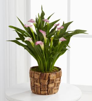 The FTD® Calla Lily Planter