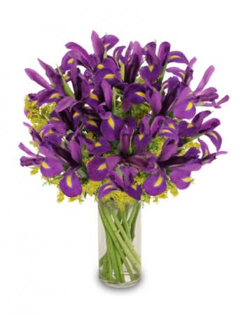 PURPLE HEARTIris 