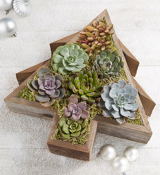 Reclaimed Succulent Christmas Tree