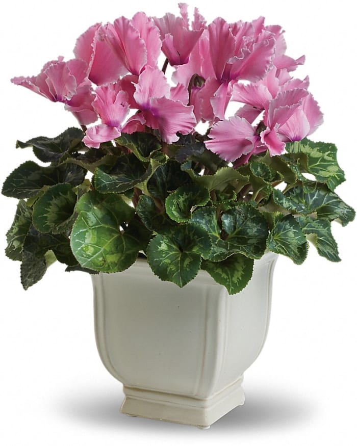 Sunny Cyclamen