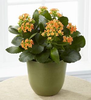 The Kalanchoe