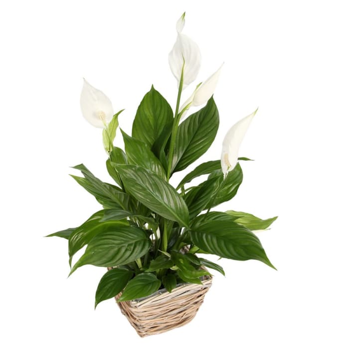 PEACE LILY BASKET