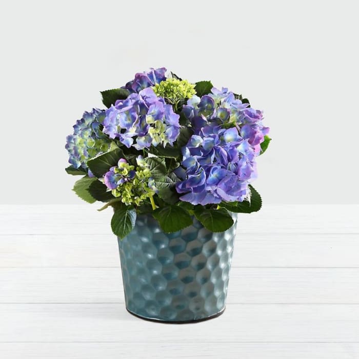 Potted Blue Hydrangea in Blue Container
