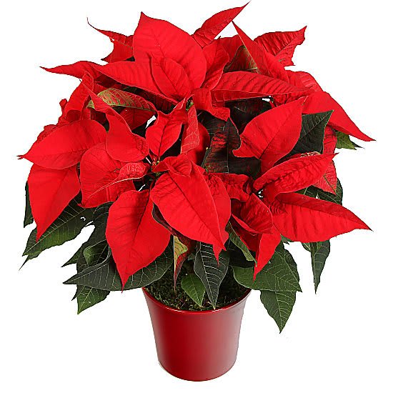 Red Poinsettia