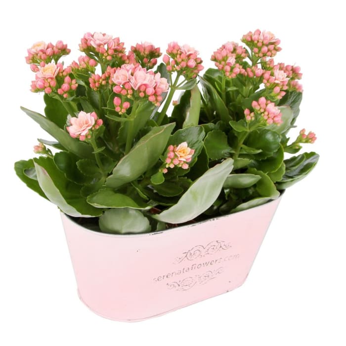 PINK KALANCHOE DUO