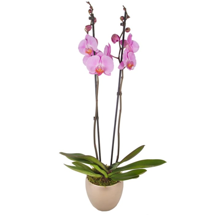 PINK PHALAENOPSIS ORCHID