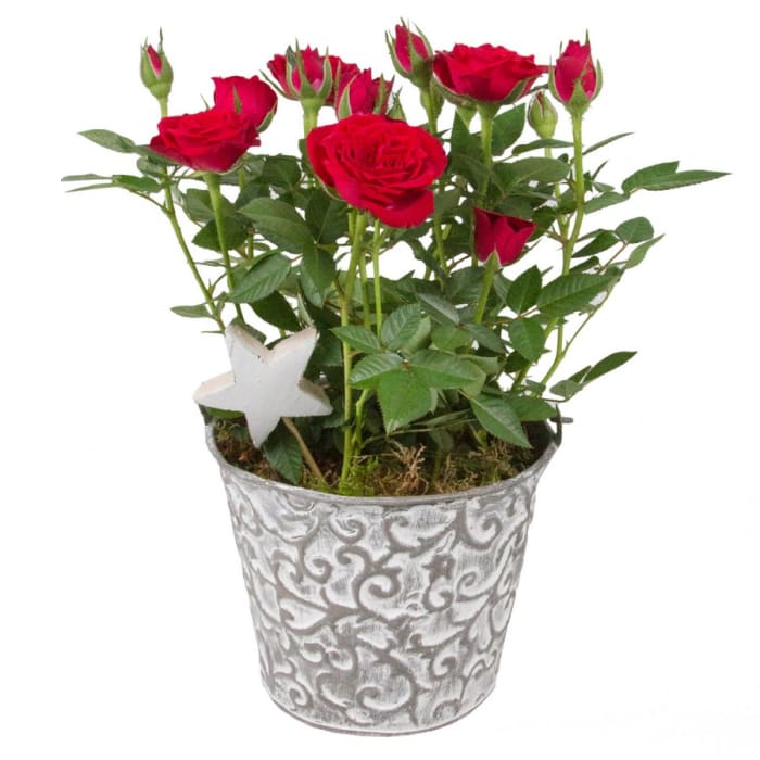 CHRISTMAS RED ROSE