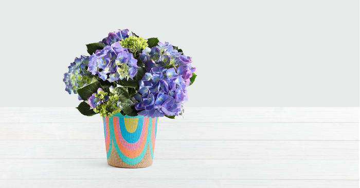 Potted Blue Hydrangea