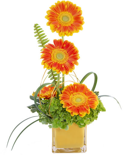 GERBERA SUNRISE
Floral Design