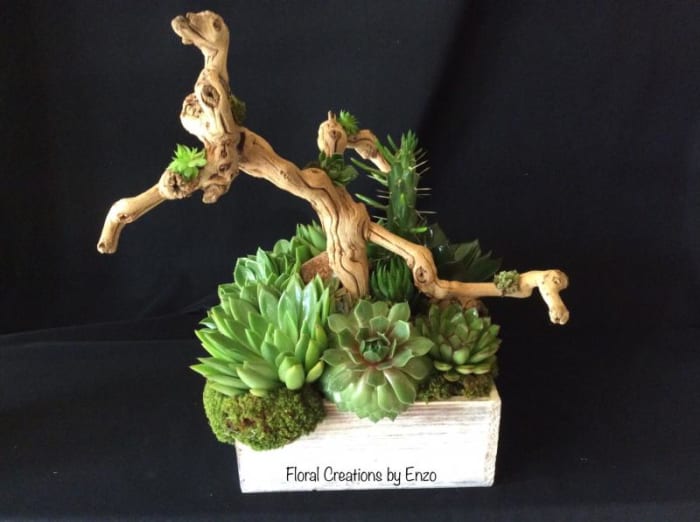 Succulents 6