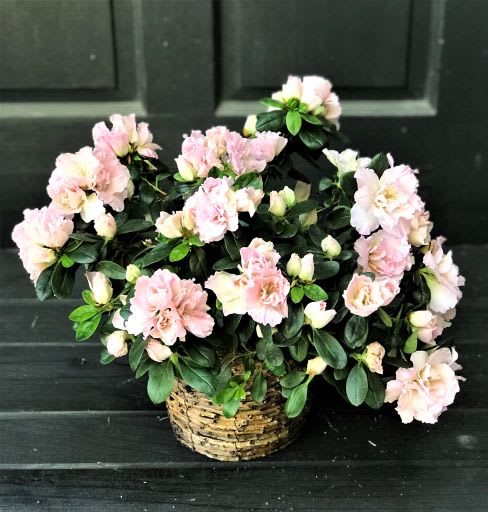 Light Pink Azalea