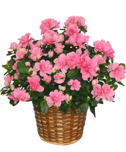 BLOOMING AZALEA PLANT in a Tin