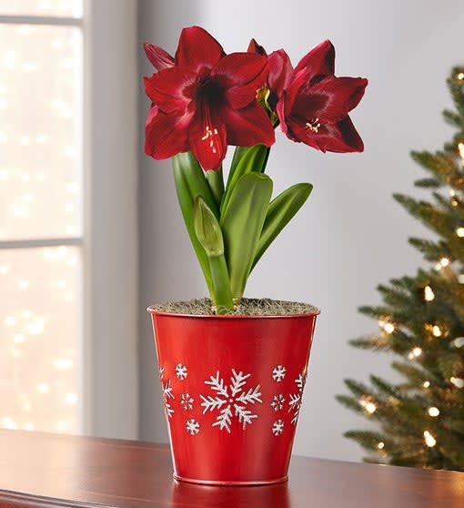 Shimmering Snowflake Amaryllis Bulb + Free Candle