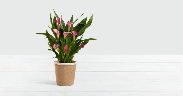 Potted Pink Calla Lily