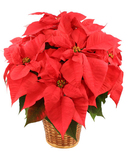 VIBRANT RED POINSETTIA