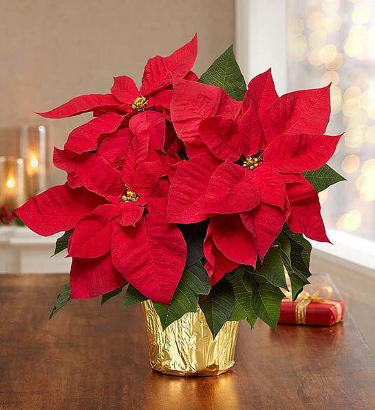 Christmas Poinsettia