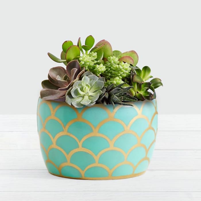 Desert Jewel Succulent Garden