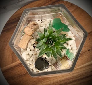 LOA Terrarium