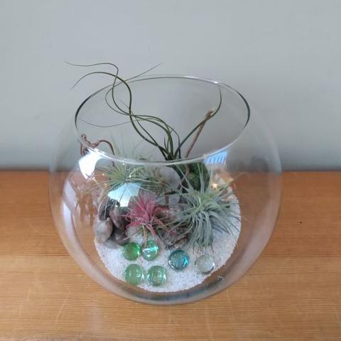 Air Plant Terrarium kit