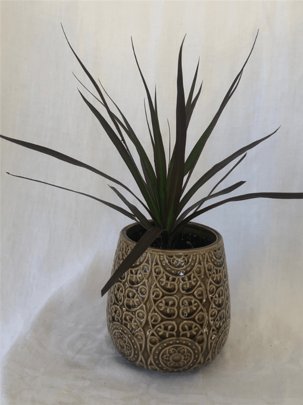 Green House Plant in Ceramic Pot