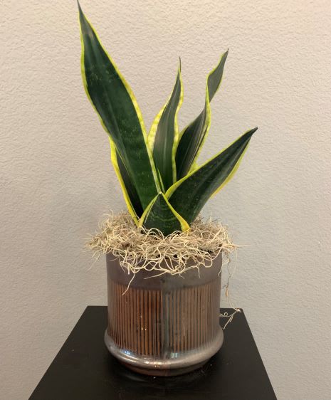 Beauty Sansevieria