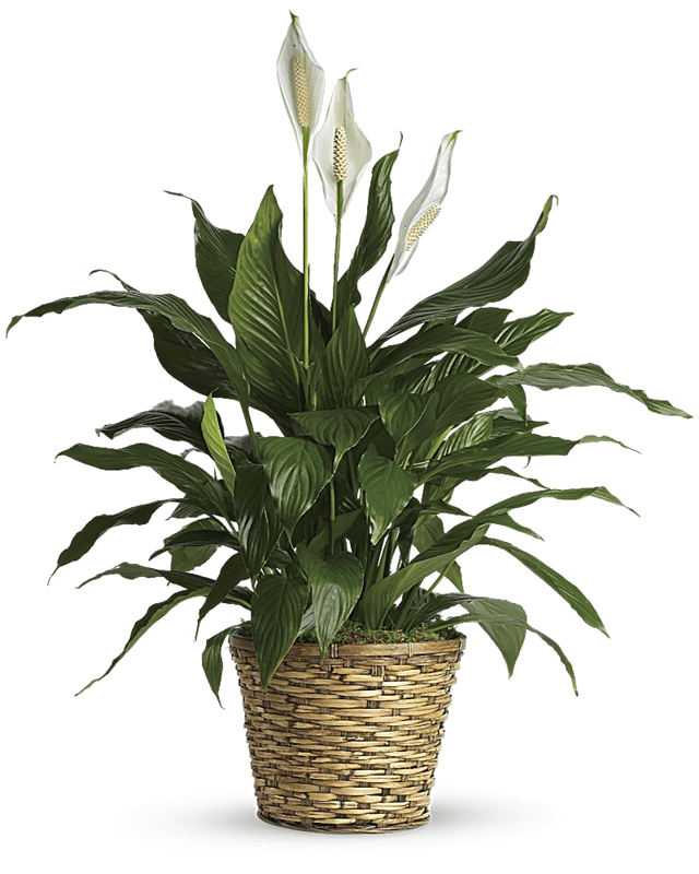 Elegant Peace lily