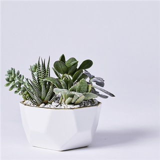 Artful Succulents