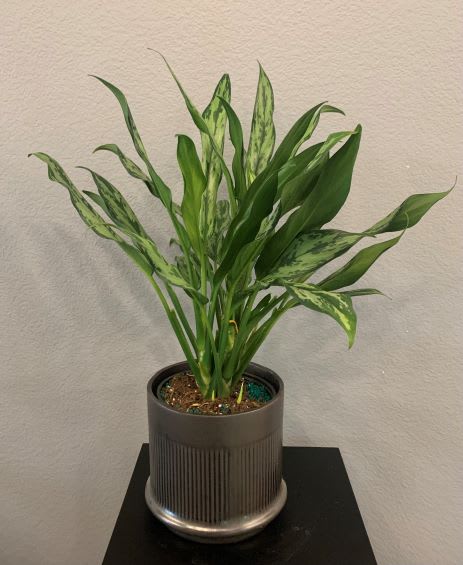5" Chinese Evergreen Aglaonema Plant 