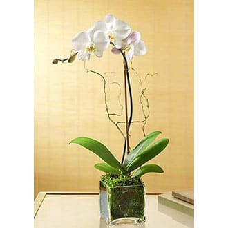 White Phalaeonopsis Orchid