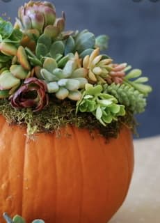 Pumpkin Succulent Topper