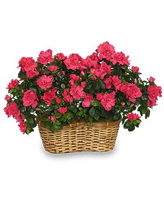 Hot Pink Azalea   Basket