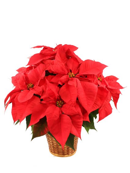 Vibrant Red Poinsettia