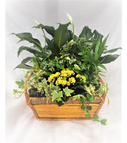 Traditional Tropical Planter