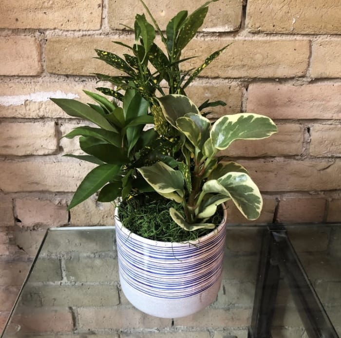 Small Tropical Planter