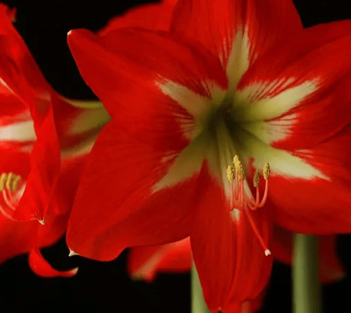 Amaryllis Plants