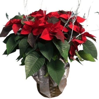 XL: Red Poinsettia **BASKET & BOW Varies on availability & color***