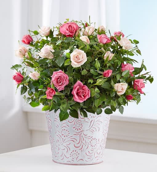 Summer Bi-Color Rose Garden